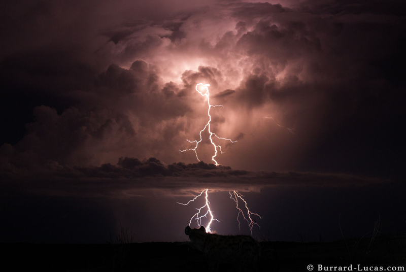 Illustration for article titled 13 Sensational Camera Trap Photos of African Animals At Night